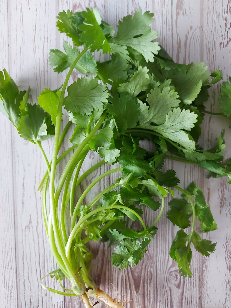 Fresh, Zesty, Powerful – Why Cilantro is a Super&nbsp;Herb!