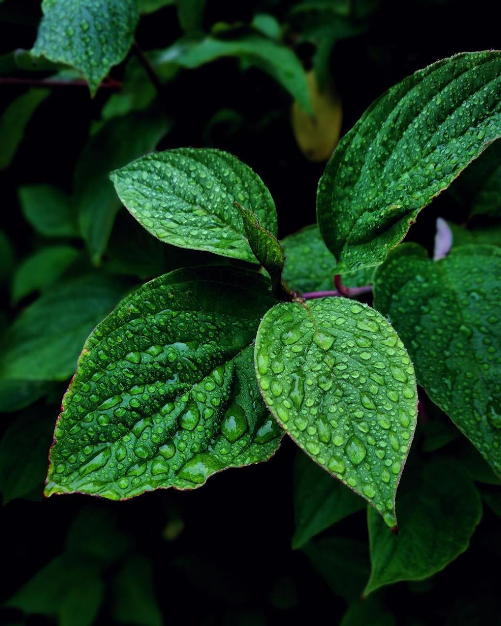 The Mighty Mint: A Natural Remedy for Wellness &&nbsp;Flavor