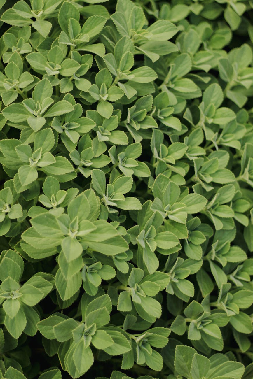 The Antioxidant Champion of Herbs – Meet&nbsp;Oregano!
