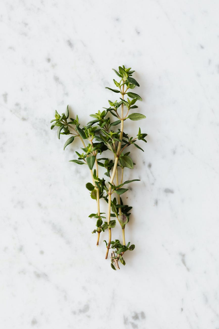 Thyme to Thrive: A Herbal Health&nbsp;Booster