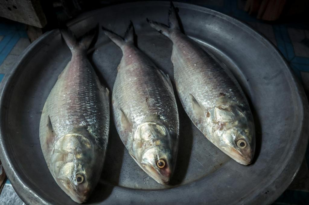 From Ocean to Plate: Why Mackerel Deserves a Spot in Your&nbsp;Diet