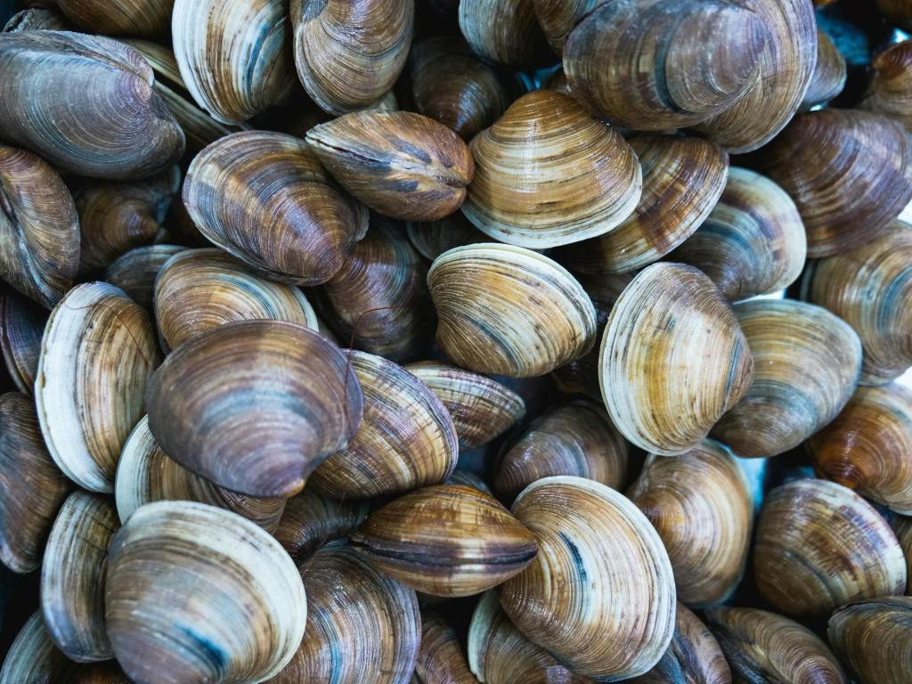 Shellfish Superstar: The Surprising Health Benefits of&nbsp;Clams