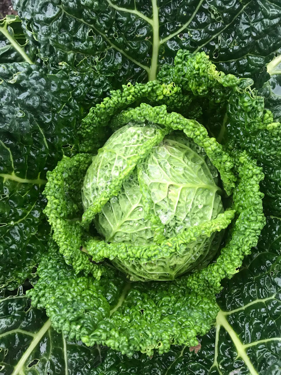 The Wrinkled Wonder: Why Savoy Cabbage Should Be Your New Go-To&nbsp;Green